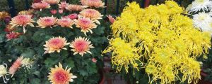 菊花的開花時間，不開花怎么辦