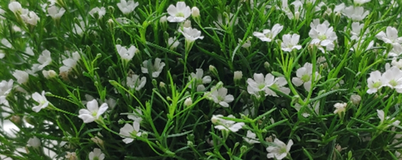 滿天星花語，滿天星所有顏色的花語
