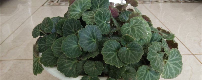 虎耳草有毒嗎，虎耳草可以煎水喝嗎