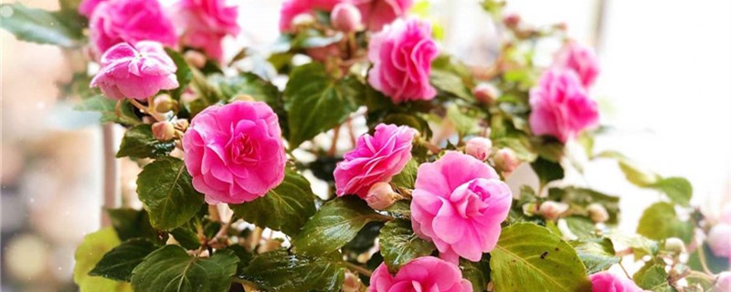 蘇丹鳳仙花的養(yǎng)殖方法