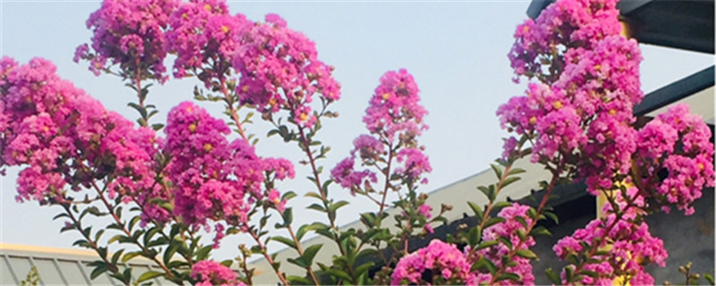 紫薇什么時(shí)候開(kāi)花，紫薇花圖片