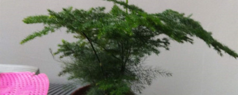 文竹換盆時(shí)間秋天可以嗎，換盆注意事項(xiàng)