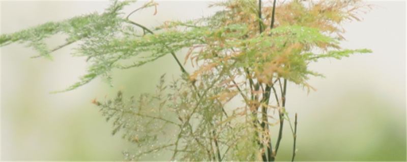文竹澆水要澆透嗎，澆水怎么算澆透