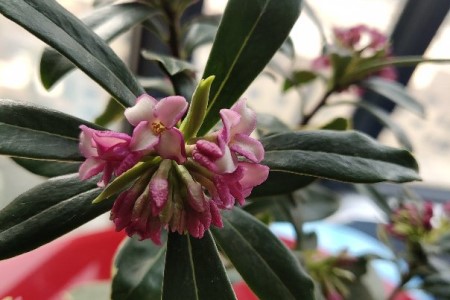 瑞香花