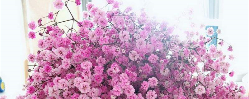粉色滿天星花語(yǔ)，滿天星的寓意
