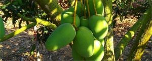芒果怎么吃，生芒果能吃嗎