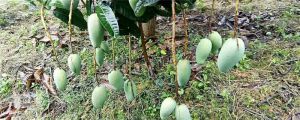 吃芒果不能吃什么，芒果不能和什么水果一起吃