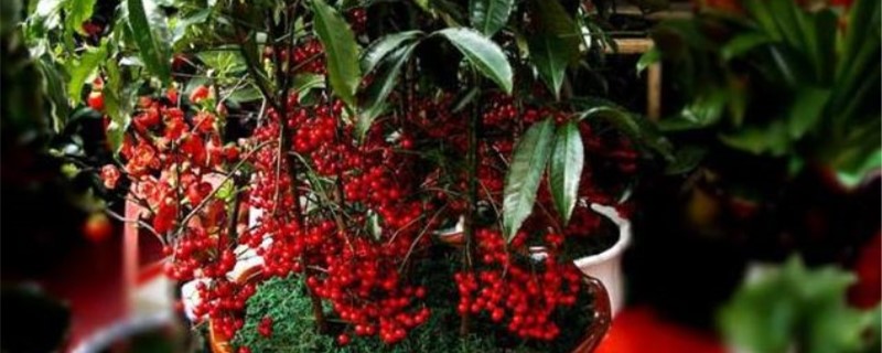 金玉滿堂花有毒嗎，能養(yǎng)在家里嗎？