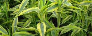客廳放什么植物旺財(cái)，適合放客廳的大盆植物
