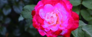 月季花的養(yǎng)殖方法，月季花的圖片