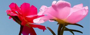 太陽(yáng)花能水培嗎，太陽(yáng)花能扦插嗎