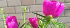 盆栽太陽花的品種，盆栽太陽花的株間距是多少