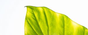 龜背竹養(yǎng)護(hù)技巧，龜背竹好養(yǎng)嗎