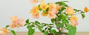 三角梅開花期間能施肥嗎，開花能澆水嗎