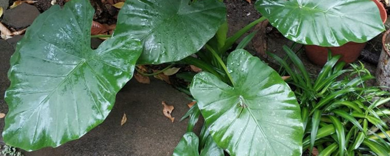 海芋和滴水觀音的區(qū)別，滴水觀音圖片