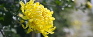 菊花的花語是什么，代表什么含義？
