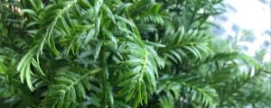 紅豆杉苗價(jià)，紅豆杉圖片