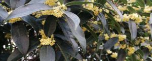 桂花的別稱(chēng)，桂花的樣貌