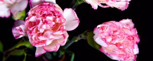 康乃馨一年開幾次花，開花有什么寓意