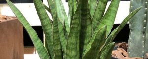 長勢(shì)好的虎皮蘭是怎么養(yǎng)護(hù)的，虎皮蘭好養(yǎng)嗎