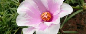 太陽(yáng)花怎么種植方法，種植季節(jié)