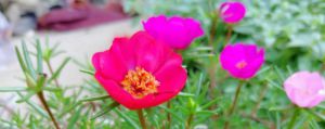 太陽花怎么修剪，太陽花修剪以后還能開花嗎