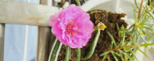 盆栽太陽花冬季養(yǎng)護，太陽花冬天會死嗎
