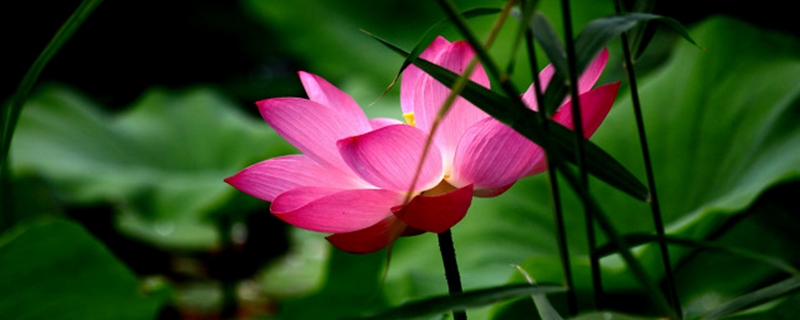 蓮花怎么用藕種植，種植后怎么養(yǎng)護(hù)
