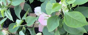 三角梅一年開幾次花，幾月開花