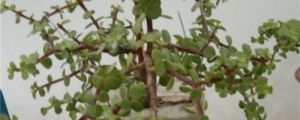 金枝玉葉怎么養(yǎng)，金枝玉葉圖片