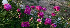 芍藥花怎么養(yǎng)，芍藥花圖片