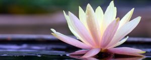 蓮花養(yǎng)殖有什么注意的，能放在室內(nèi)陽臺嗎