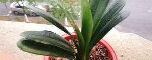 君子蘭開花后怎么養(yǎng)護(hù)，可以澆淘米水嗎