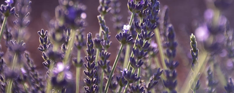 薰衣草種子怎么催芽，薰衣草種子要泡嗎