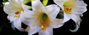 各種顏色百合花語，送人的含義是什么