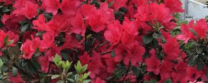 杜鵑花的資料，杜鵑花價(jià)格