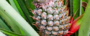 鳳梨和菠蘿的區(qū)別，菠蘿和鳳梨一樣嗎