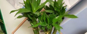 富貴竹如何防寒過(guò)冬，富貴竹過(guò)冬需要幾度