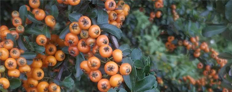 沙棘的修剪技術(shù)，沙棘整形修剪方法