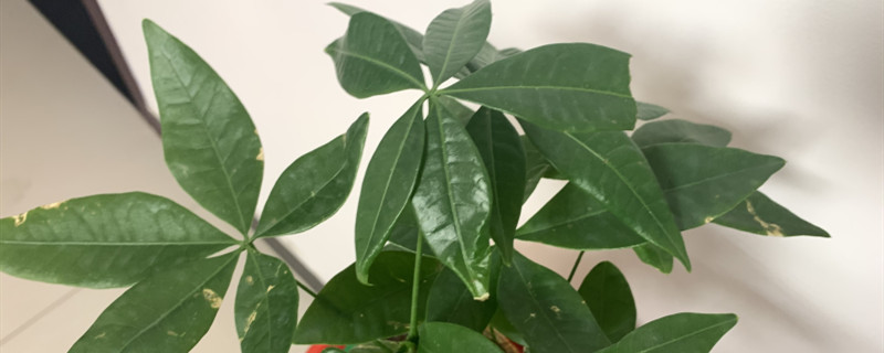 發(fā)財樹小苗怎樣造型更好看，有粘液是怎么回事