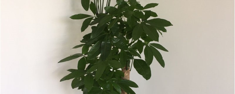 怎么給發(fā)財(cái)樹換盆，換盆用什么土好