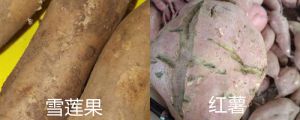 雪蓮果和紅薯的區(qū)別，雪蓮果圖片