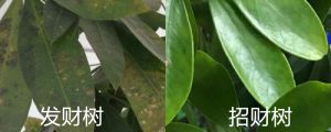 發(fā)財(cái)樹和招財(cái)樹的區(qū)別，發(fā)財(cái)樹和招財(cái)樹一樣嗎