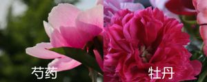 芍藥和牡丹的區(qū)別，牡丹圖片