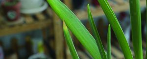風(fēng)信子能在室外越冬嗎，風(fēng)信子冬天怎么養(yǎng)