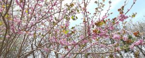 桃花養(yǎng)殖方法和注意事項(xiàng)，桃花怎樣養(yǎng)殖和護(hù)理