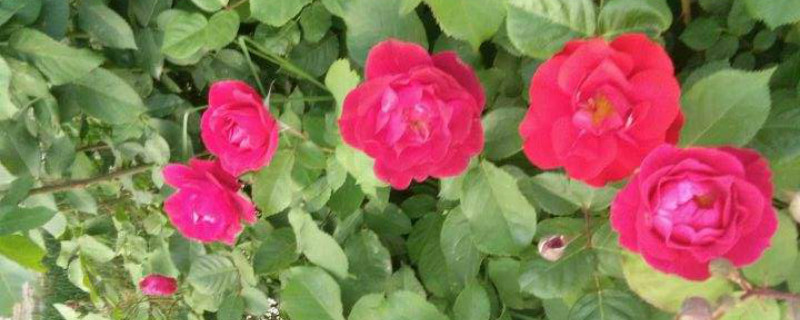 牡丹花期如何管理，花期是什么時(shí)候