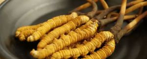 冬蟲夏草的功效與作用，一根蟲草多少錢