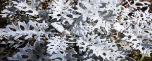 雪葉蓮有毒嗎，怎么養(yǎng)殖最省心