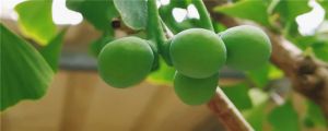 白果是什么，白果是開(kāi)心果嗎